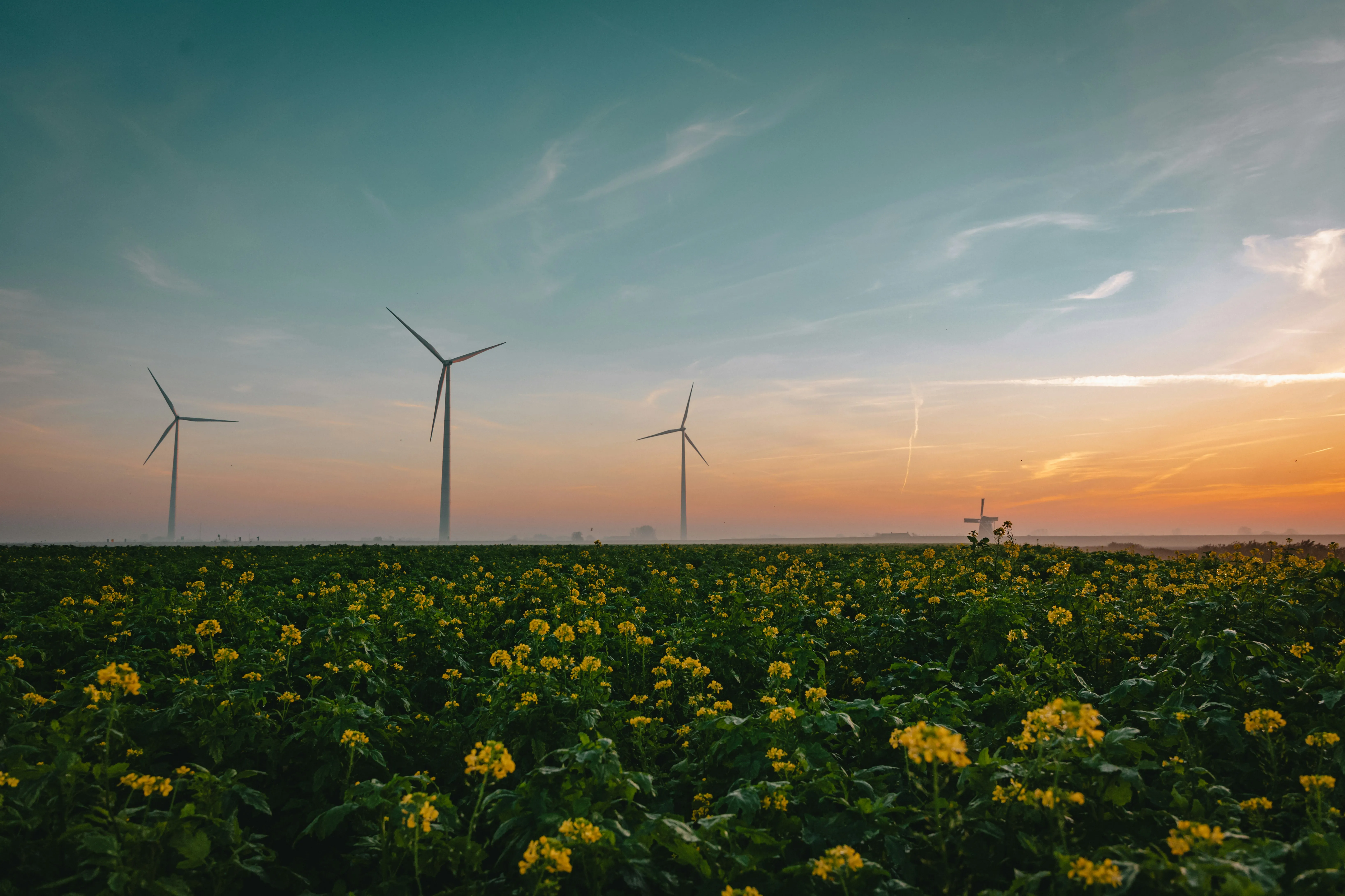 a field of yellow flowers with wind turbines in the background by Tim van der Kuip courtesy of Unsplash.
